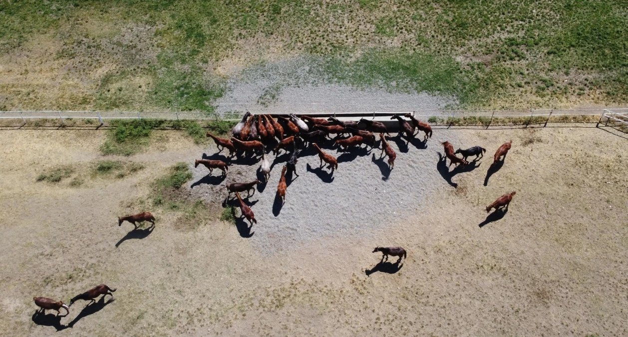Drone - Şampiyon adayı safkan Arap atları Sultansuyu\'nda yetiştiriliyor (1)