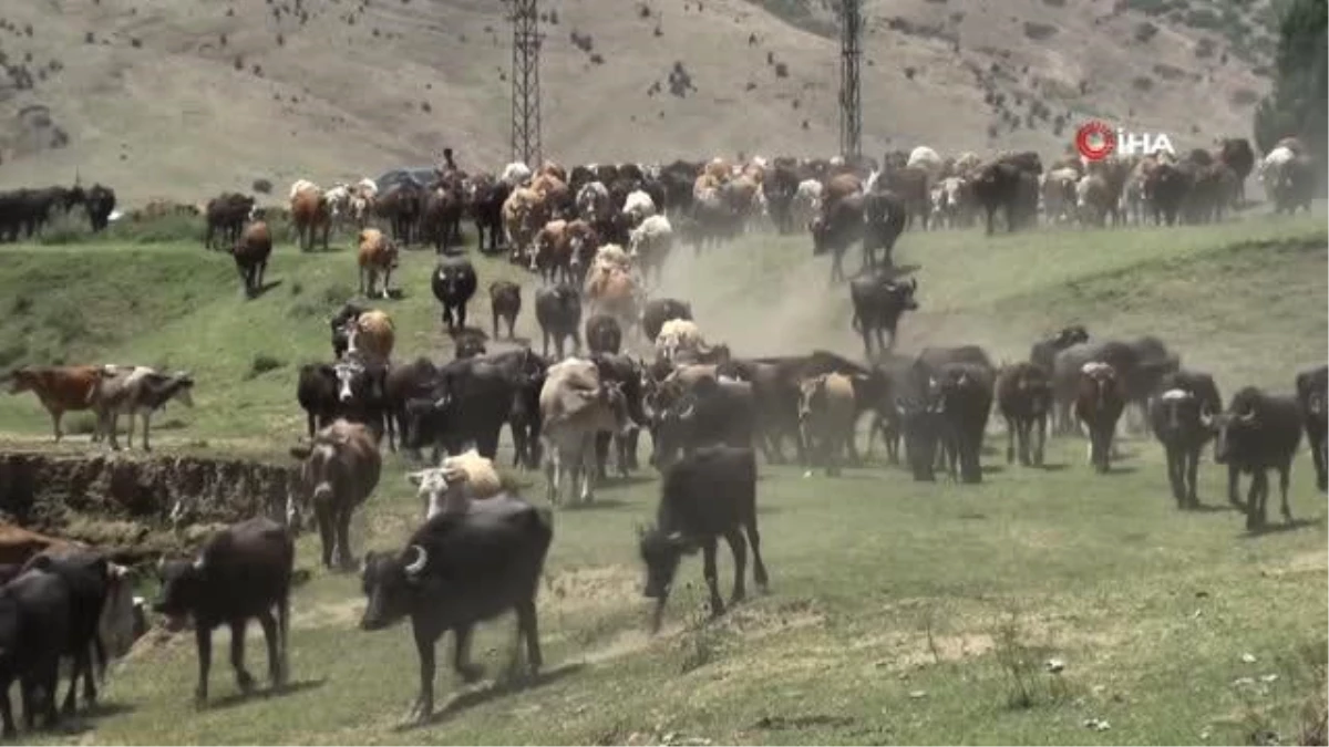 Sıcaktan bunalan mandalar Karasu Nehri\'nde serinliyor