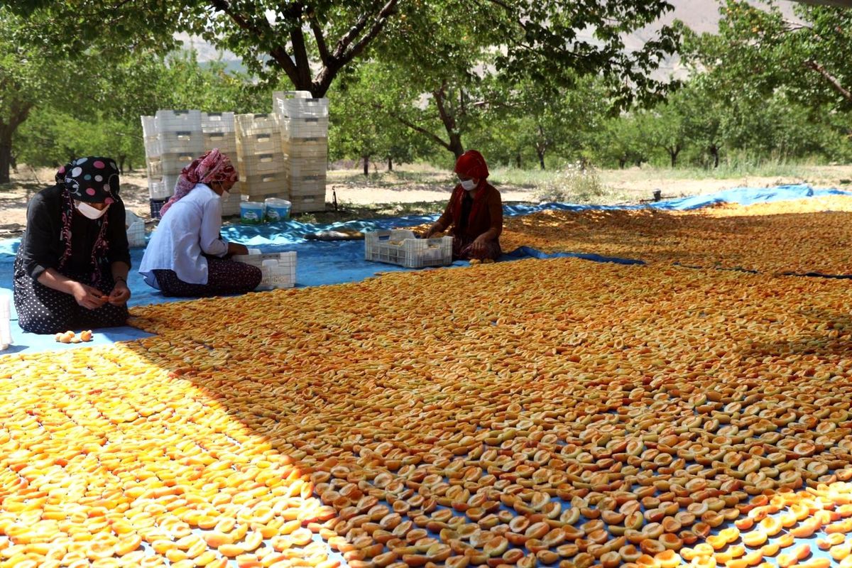 Sivas kayısı üretiminde 10\'uncu sırada