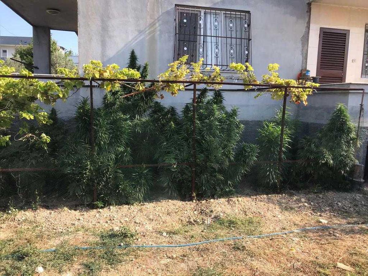 Son dakika haber... Adana\'da bahçesinde Hint keneviri yetiştiren şüpheli gözaltına alındı