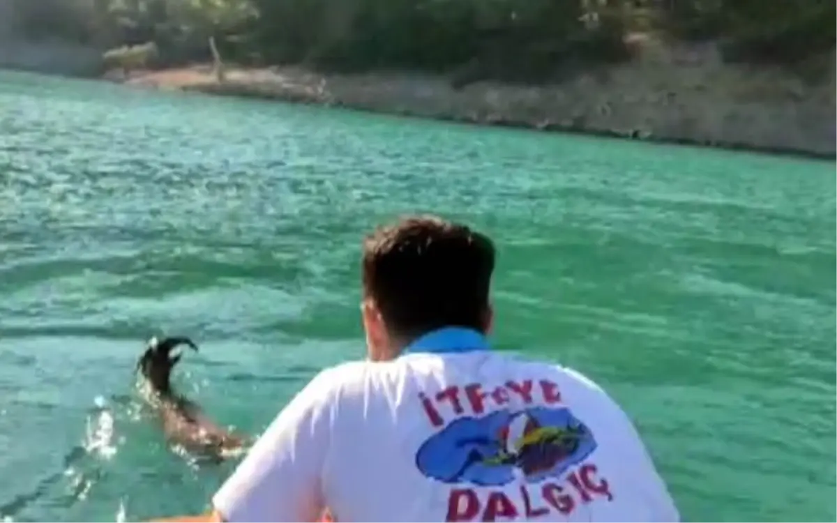 Firefighters rescued the wild goat while struggling in the dam lake