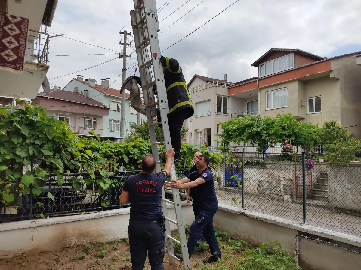 Ayağı çatıya sıkışan martıyı itfaiye ekipleri kurtardı