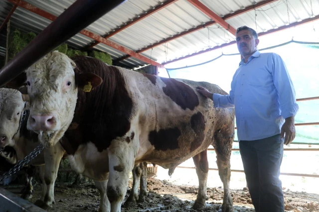 6 kişi ağırdan çıkaramadı! Otomobil fiyatına satılan tonluk kurbanlıklar görücüye çıktı