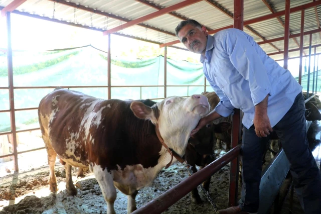 6 kişi ağırdan çıkaramadı! Otomobil fiyatına satılan tonluk kurbanlıklar görücüye çıktı