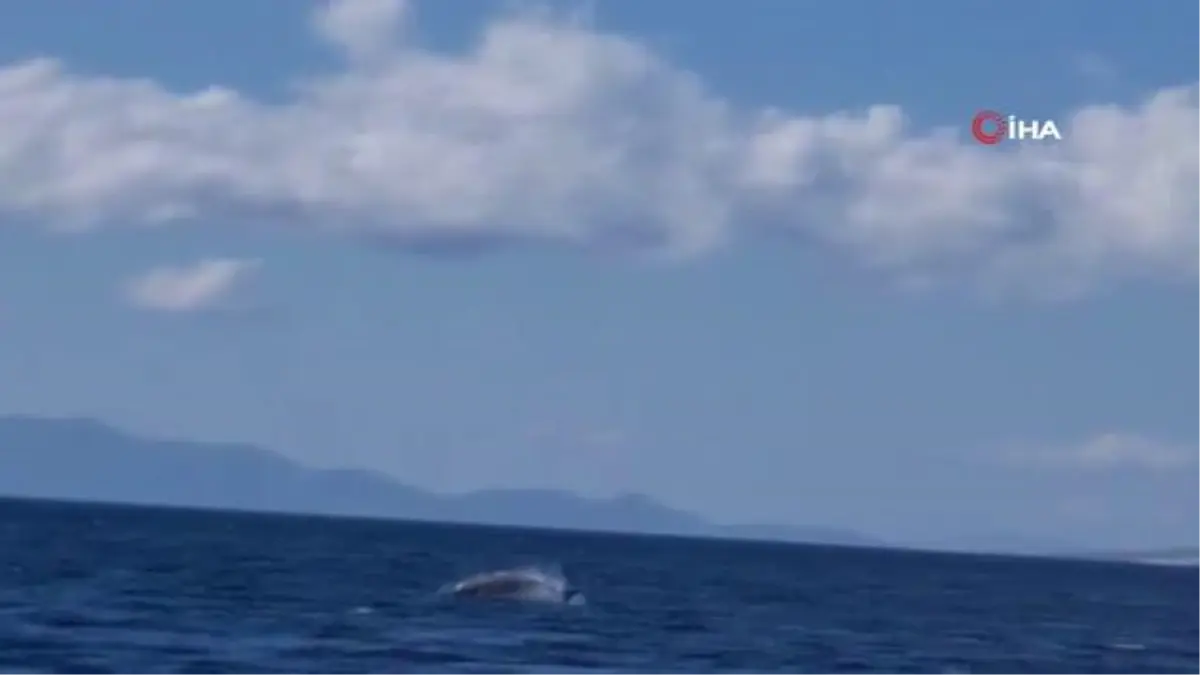 Yunuslar Bodrum\'u mesken tuttu