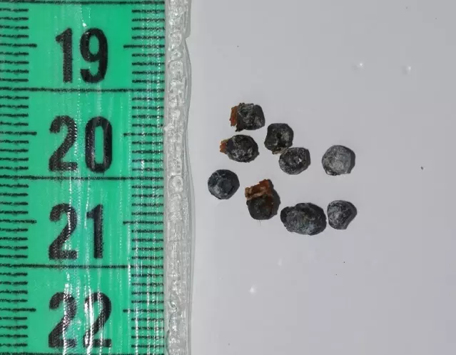 Yüzgecinden ve başından 65 saçma çıkarılan caretta caretta "Damla" tedavi ediliyor