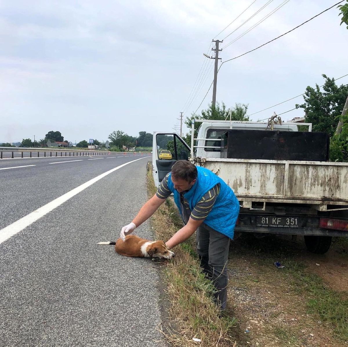 Araç çarpan köpeğe anında müdahale
