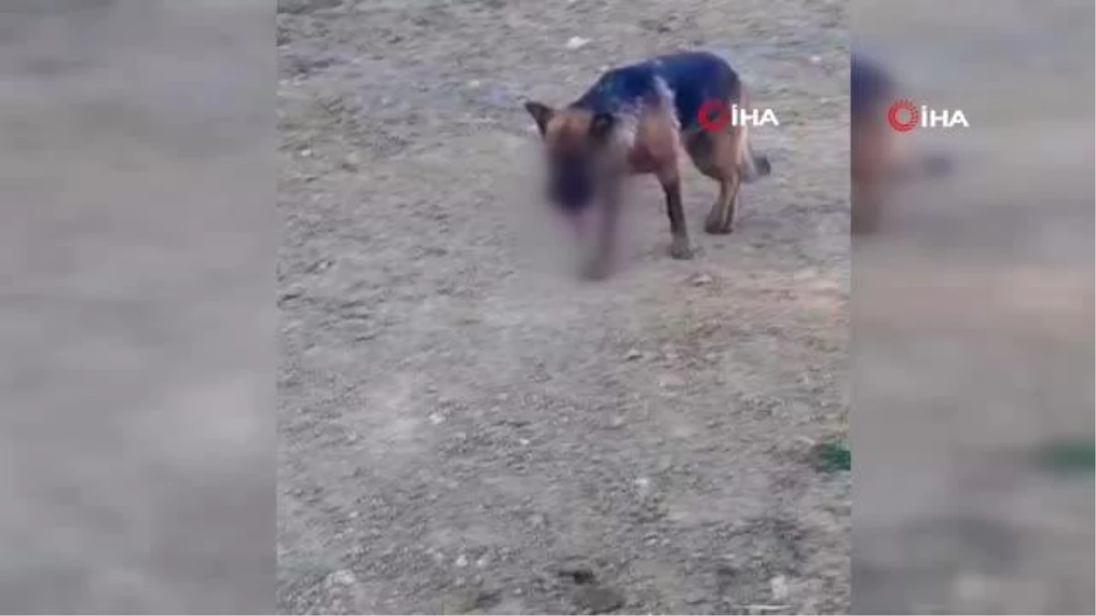 Ayvalık\'ta sahipli bir köpeğin hunharca katledildiği iddiası
