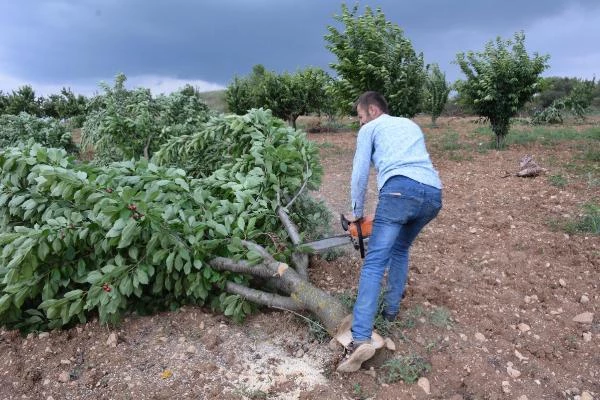 Bahçede 2 lira olan kiraz tezgahta 15 lira! Duruma isyan eden çiftçi ağaçlarını kesmeye başladı