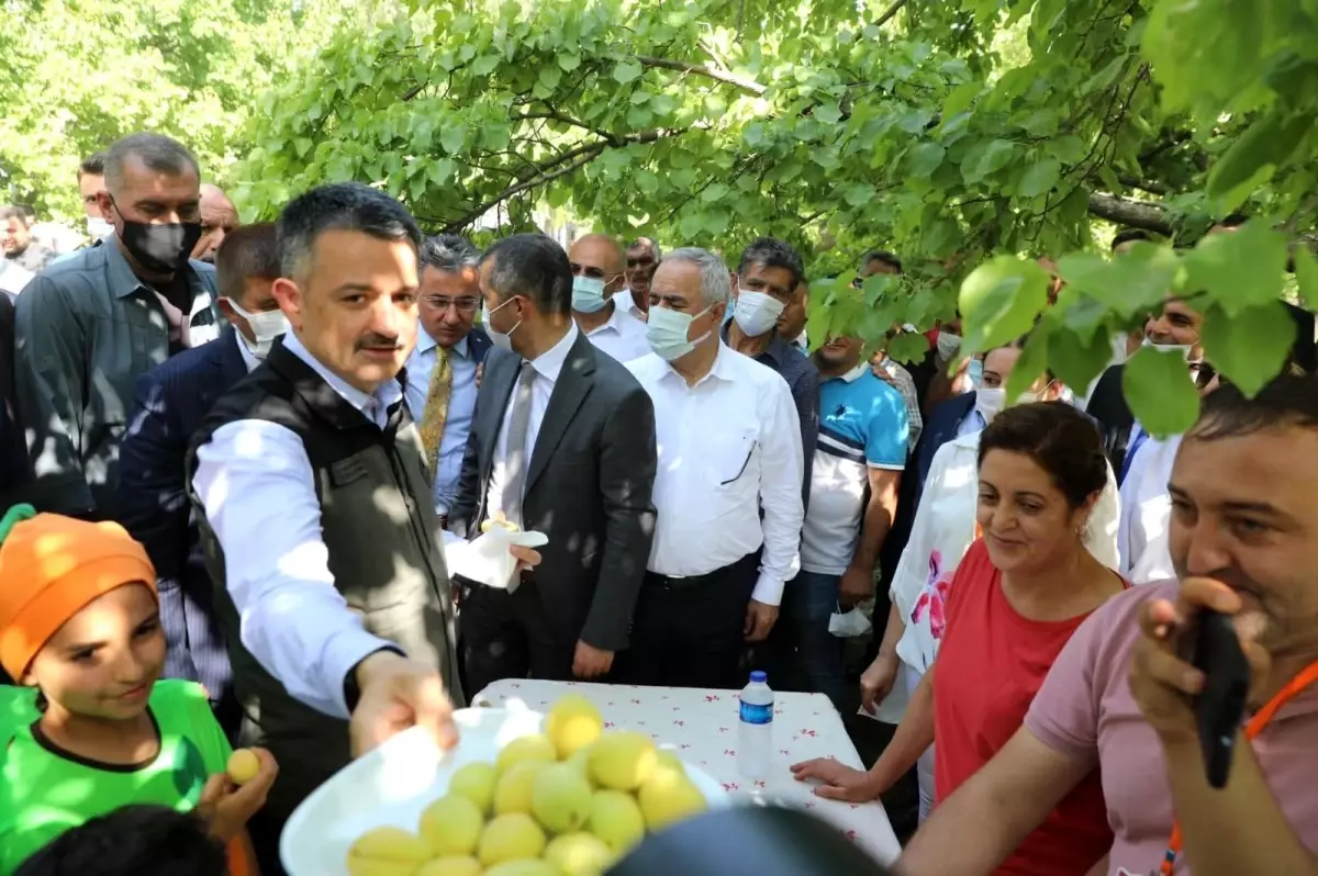 Bakan Pakdemirli, Iğdır\'da kayısı hasadına katıldı