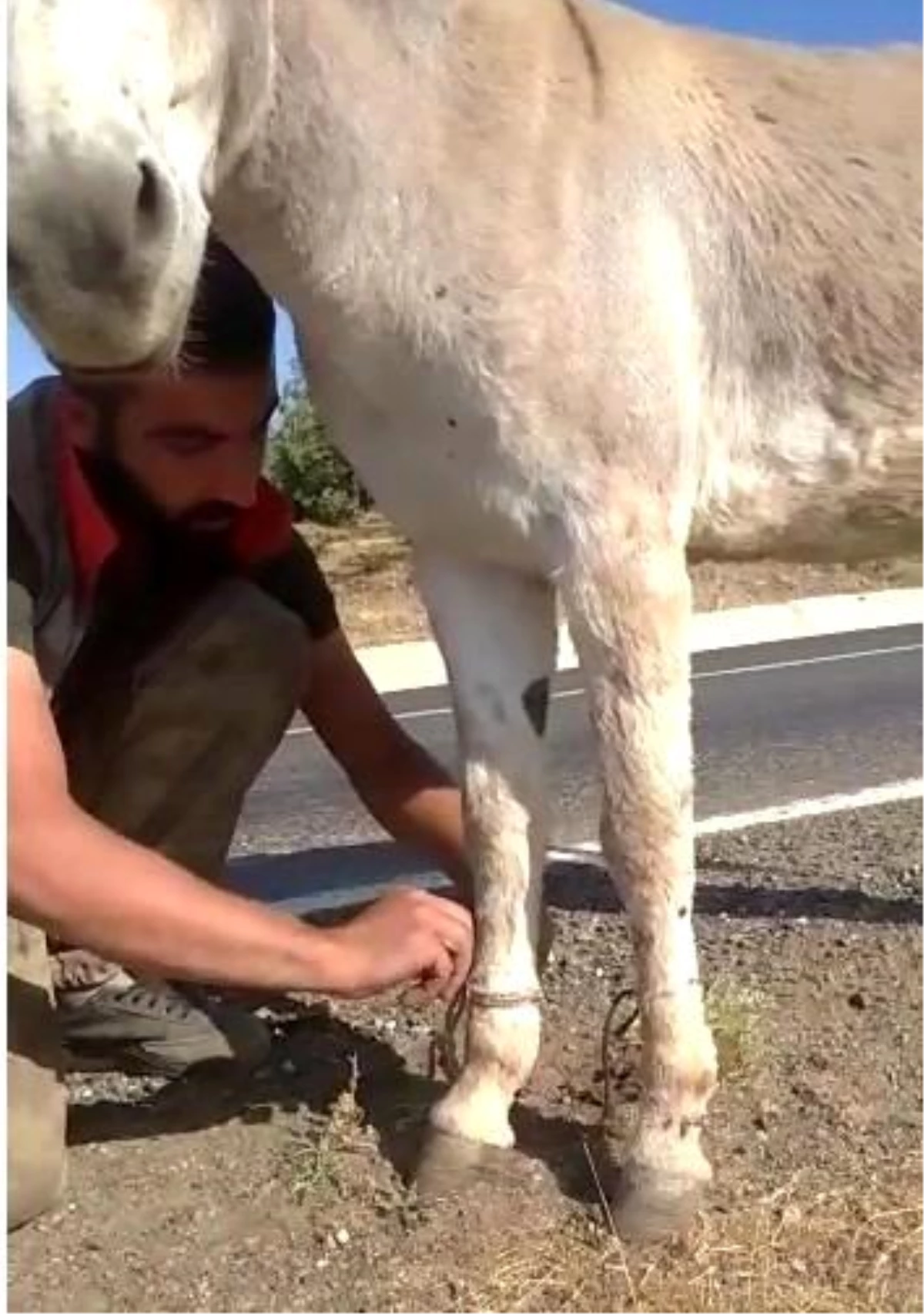 Bingöl\'de iki ayağı bağlı eşeği vatandaşlar kurtardı