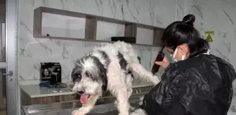 Bu barınakta terapi de var kuaför hizmeti de