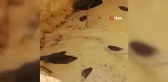 Domuzlar su dolu çukura düştü, çoğu telef oldu ikisi kurtarıldı