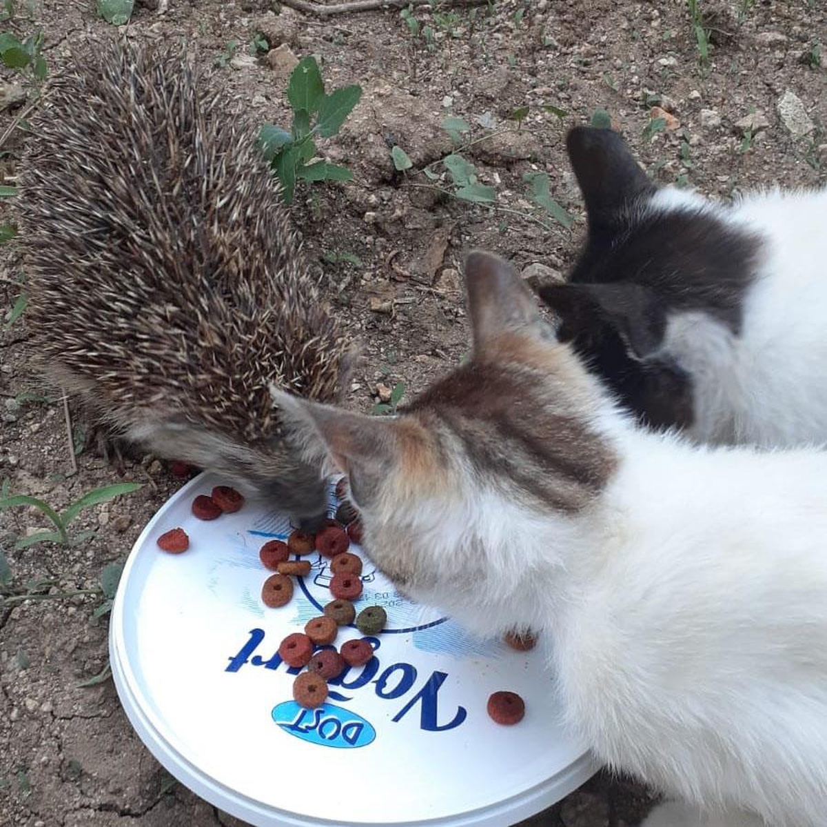 Kirpi ile kedilerin şaşırtan dostluğu