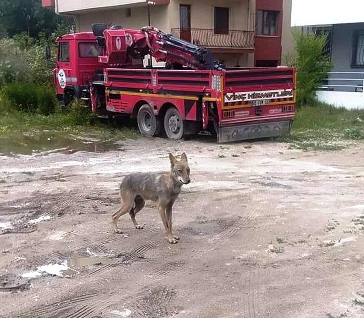 Kütahya\'da şehir merkezine inen kurt paniğe neden oldu