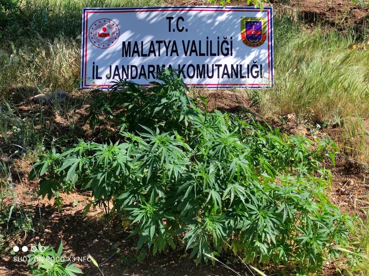 Malatya\'da 589 kök Hint keneviri ele geçirildi