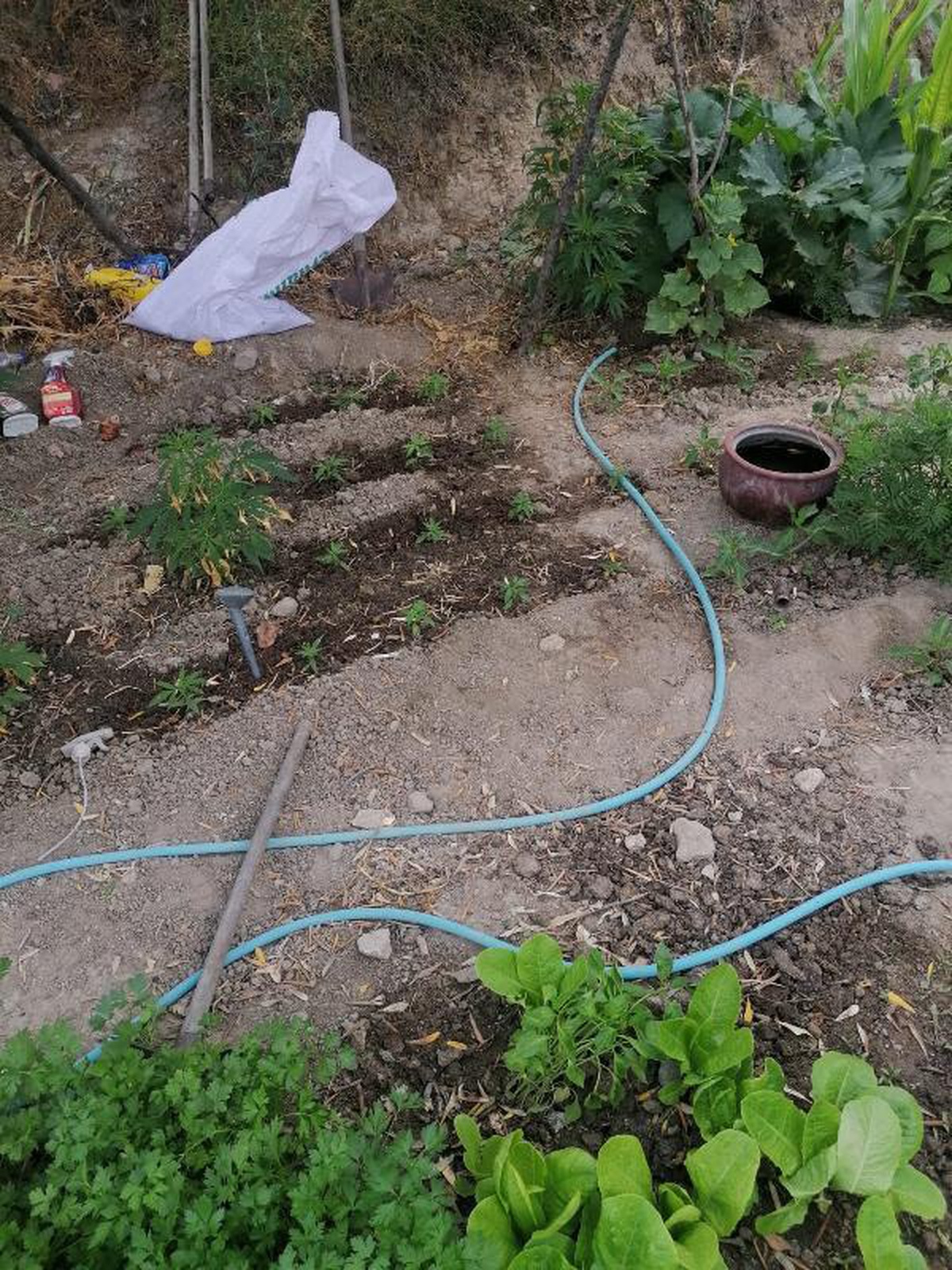 Son dakika haberleri! Manisa\'da uyuşturucu operasyonunda 160 kök hint keneviri ele geçirildi