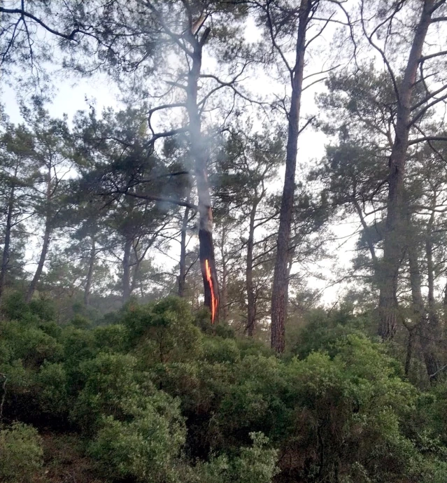 Muğla'da 12 günde 48 yıldırım yangını