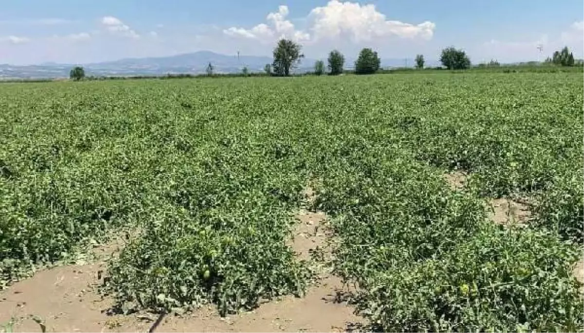 Salihli\'de 4 bin dekar alan dolu yağışından etkilendi