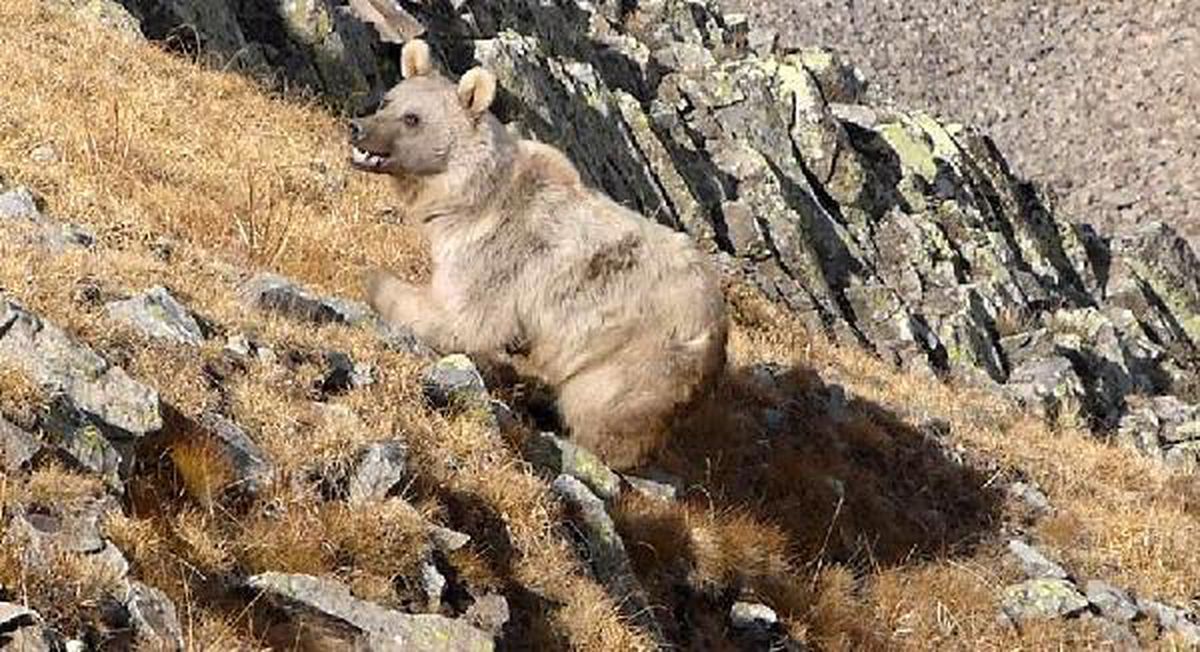 Turistlere \'ayıyı görünce bağırıp şarkı söyleyin\' uyarısı