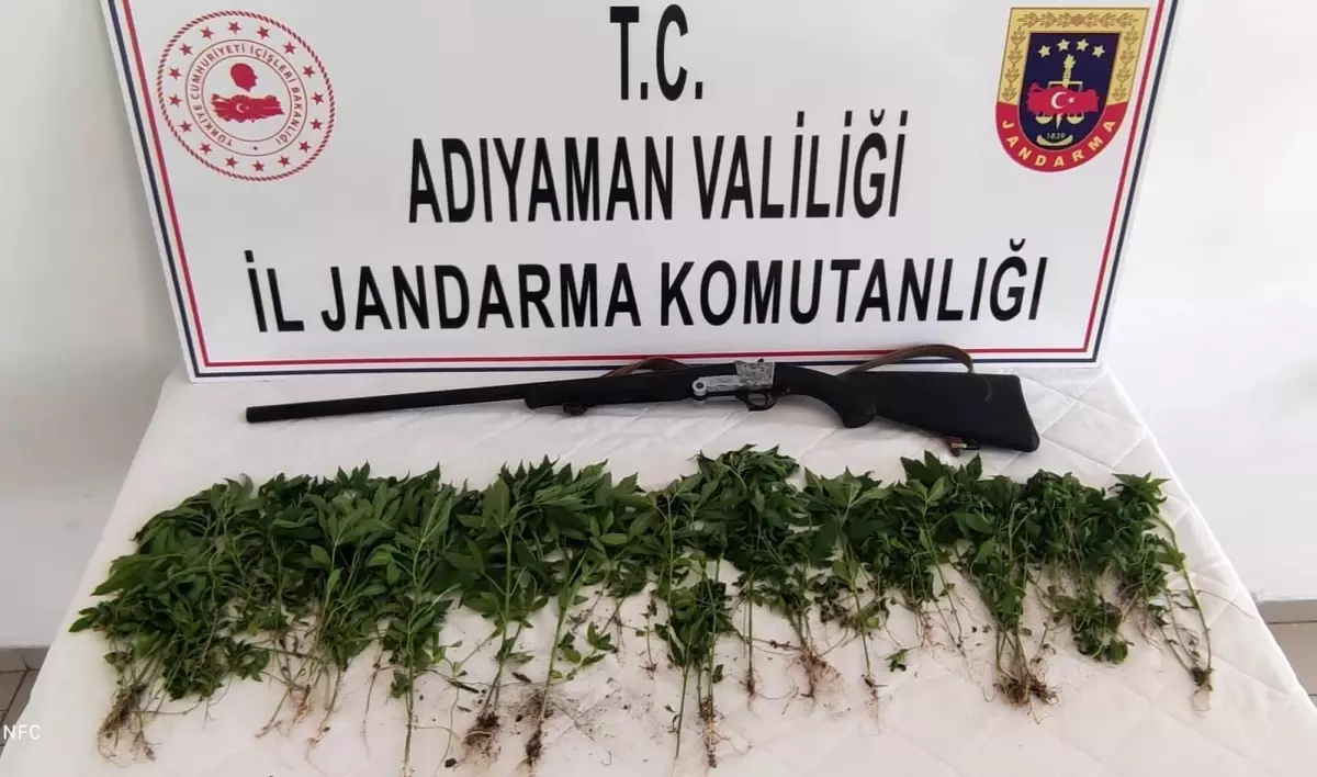 Adıyaman\'da 326 kök Hint keneviri ele geçirildi