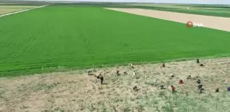 Aksaray'da sular çekildi, üreticiler az su isteyen ürünlere yöneldi