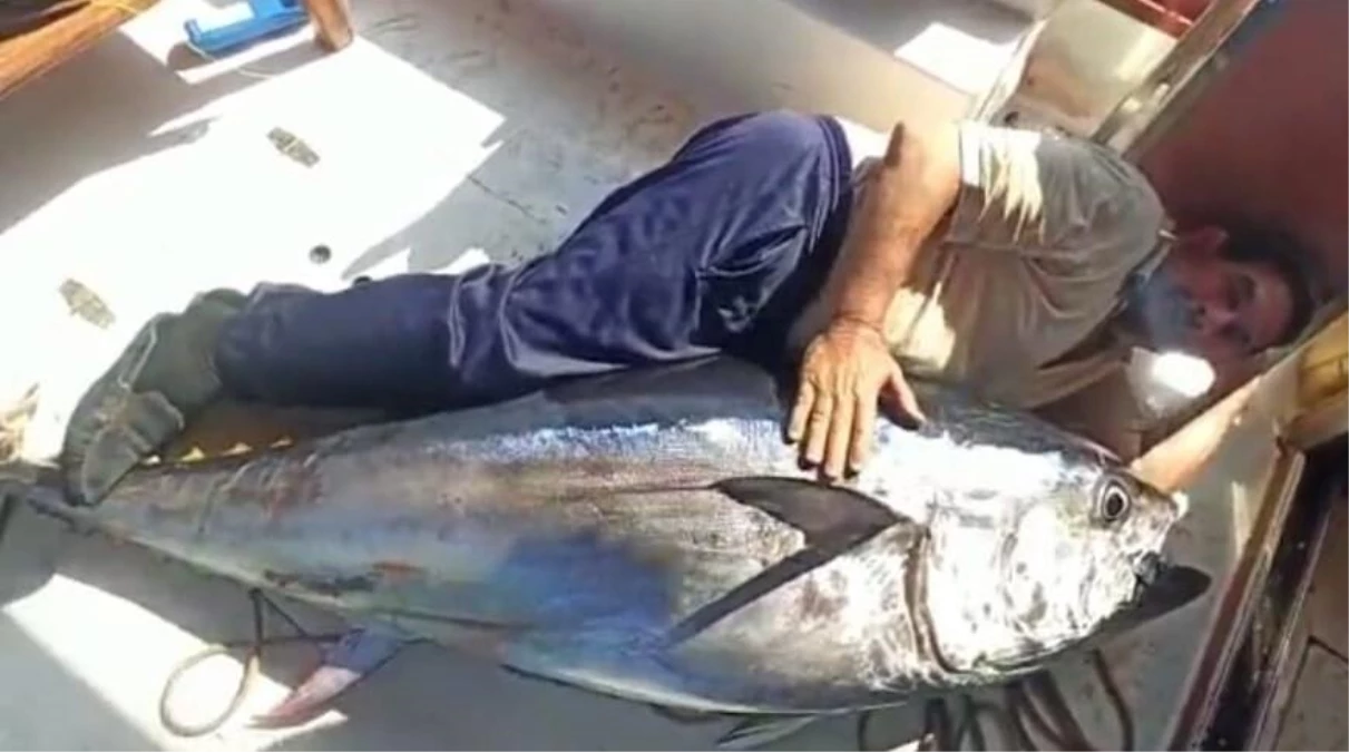 Antalya\'da balıkçının oltasına 130 kiloluk orkinos takıldı
