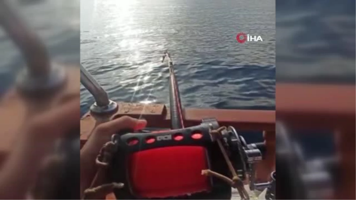Antalya\'da balıkçının oltasına 130 kiloluk orkinos takıldı