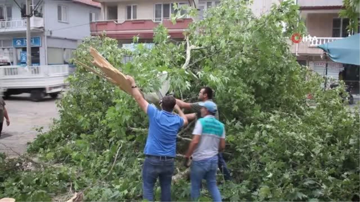 Aşırı rüzgar 50 yıllık çınar ağacını devirdi