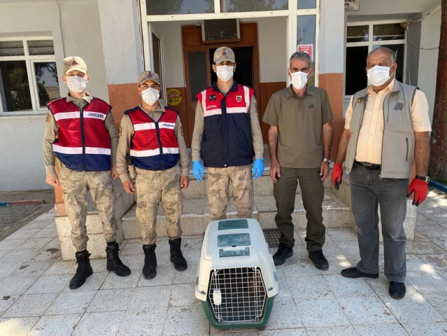 Diyarbakır'da bir kanadı olmayan yaralı baykuş tedavi altına alındı
