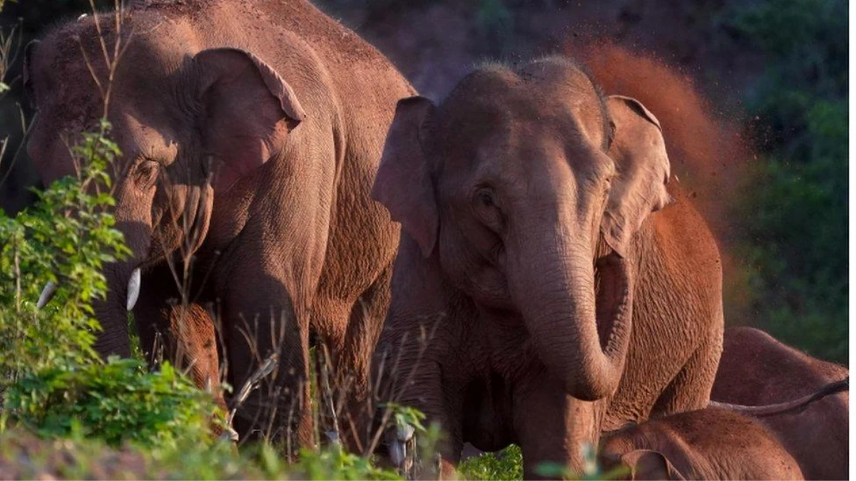 Fil sürüsünün 500 kilometrelik esrarengiz yolculuğu bilim insanlarını şaşırtıyor