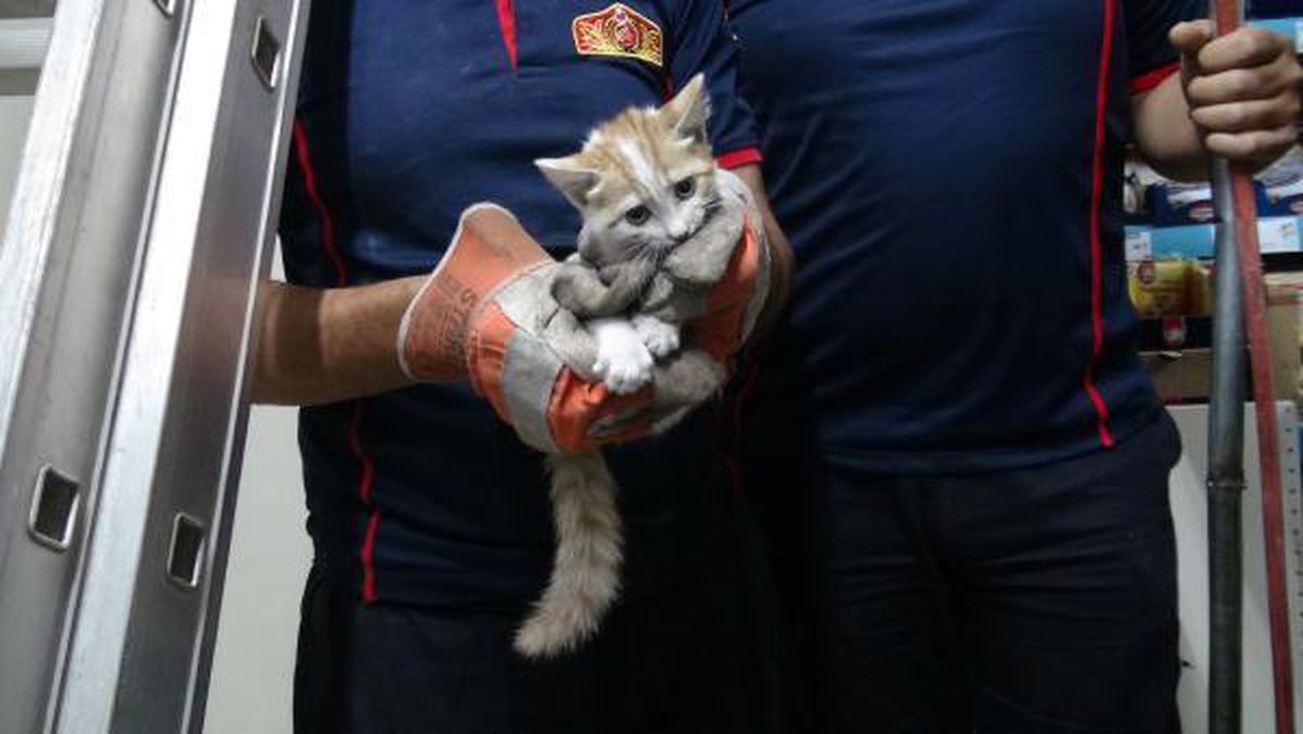 Firefighter rescued the cat that entered the ventilation gap