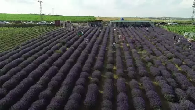 Göz alıcı mor renkli tarlalar fotoğraf tutkunlarının ilgisini çekiyor