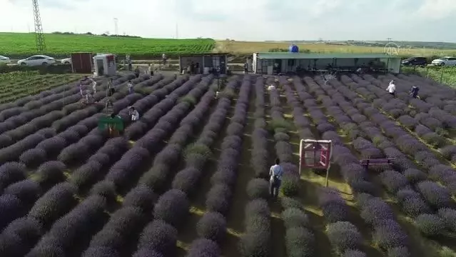 Göz alıcı mor renkli tarlalar fotoğraf tutkunlarının ilgisini çekiyor