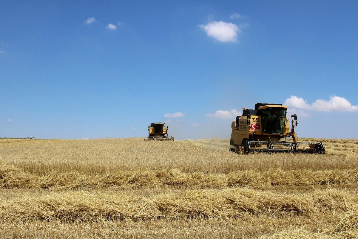 Günyüzü ilçesinde 2021 arpa hasadı başladı