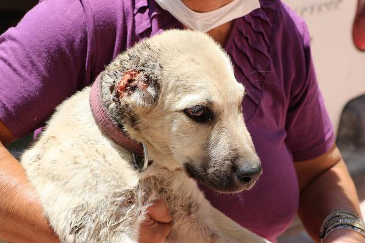 In Sanliurfa, puppies have been found with their ears cut off