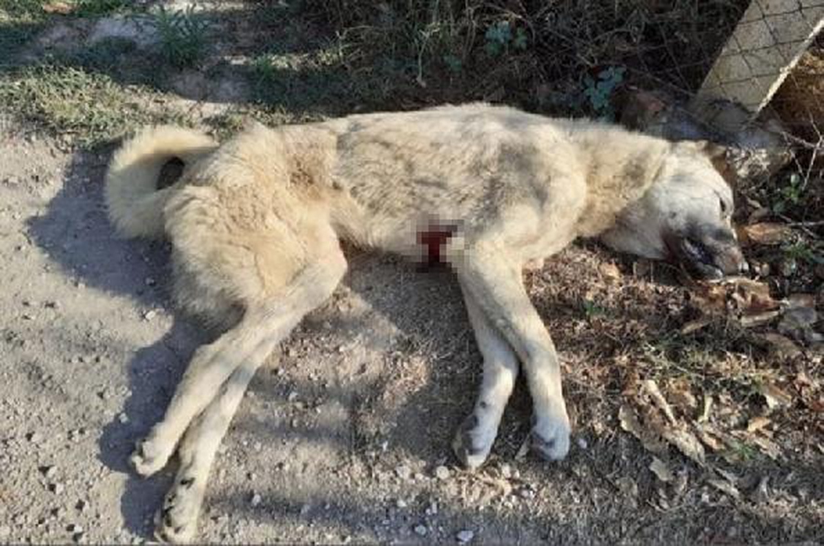 Kangal köpekleri \'Aslan\' ve \'Duman\' bıçaklanarak öldürüldü