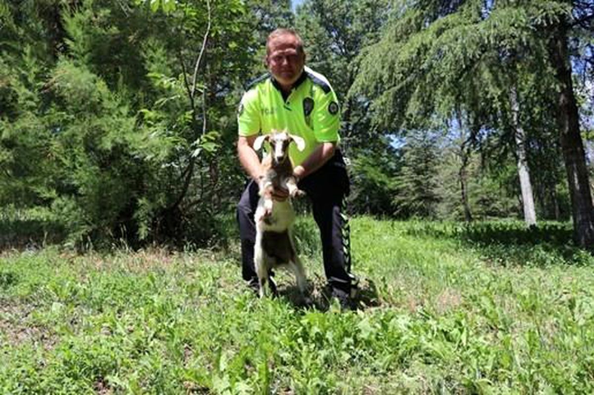 Son dakika haber! Karayolunda başıboş dolaşan oğlak trafik polislerince koruma altına alındı