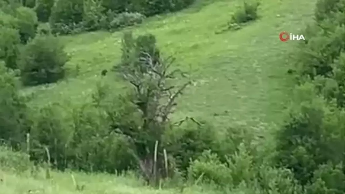 Köy yakınlarına kadar gelen ayıyı böyle görüntülediler