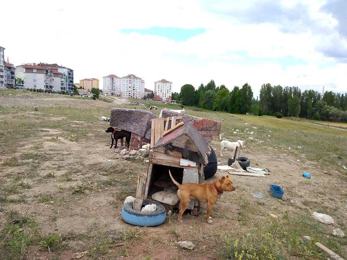 Kütahya\'da tehlike arz eden yasaklı 5 köpeğe el konuldu