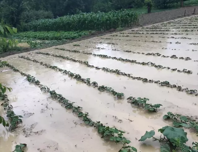 Nallıhan'da sağanak ve dolu, bazı ekili arazilerde zarara yol açtı