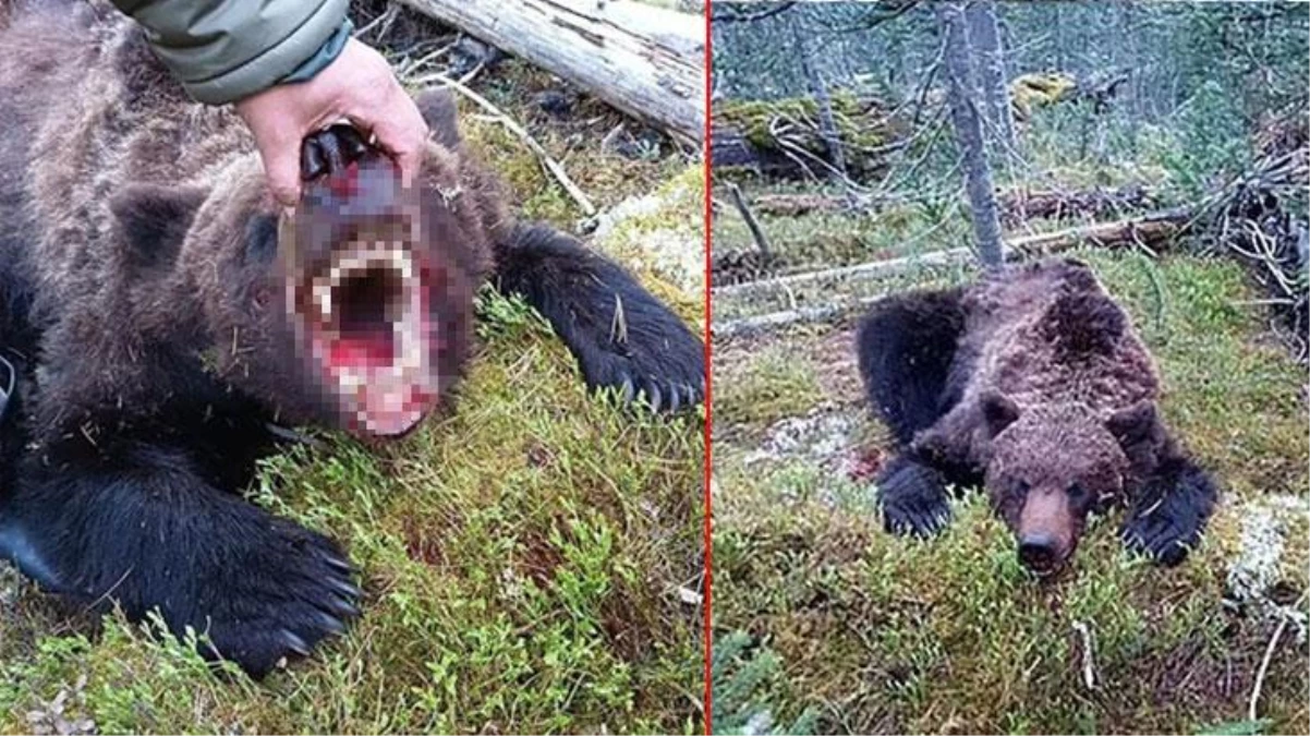 Rusya\'da korkunç olay! Canavar ayı, 16 yaşındaki çocuğu parçalara ayırarak yedi