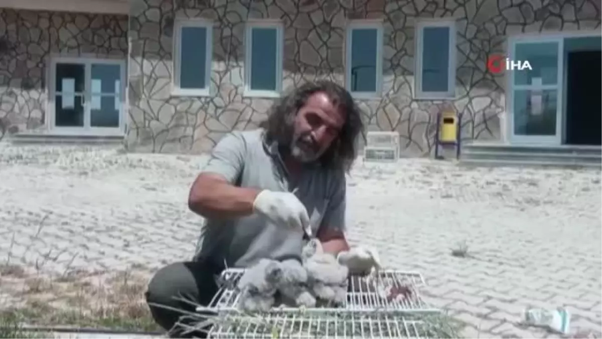 Şahin yavruları emin ellerde