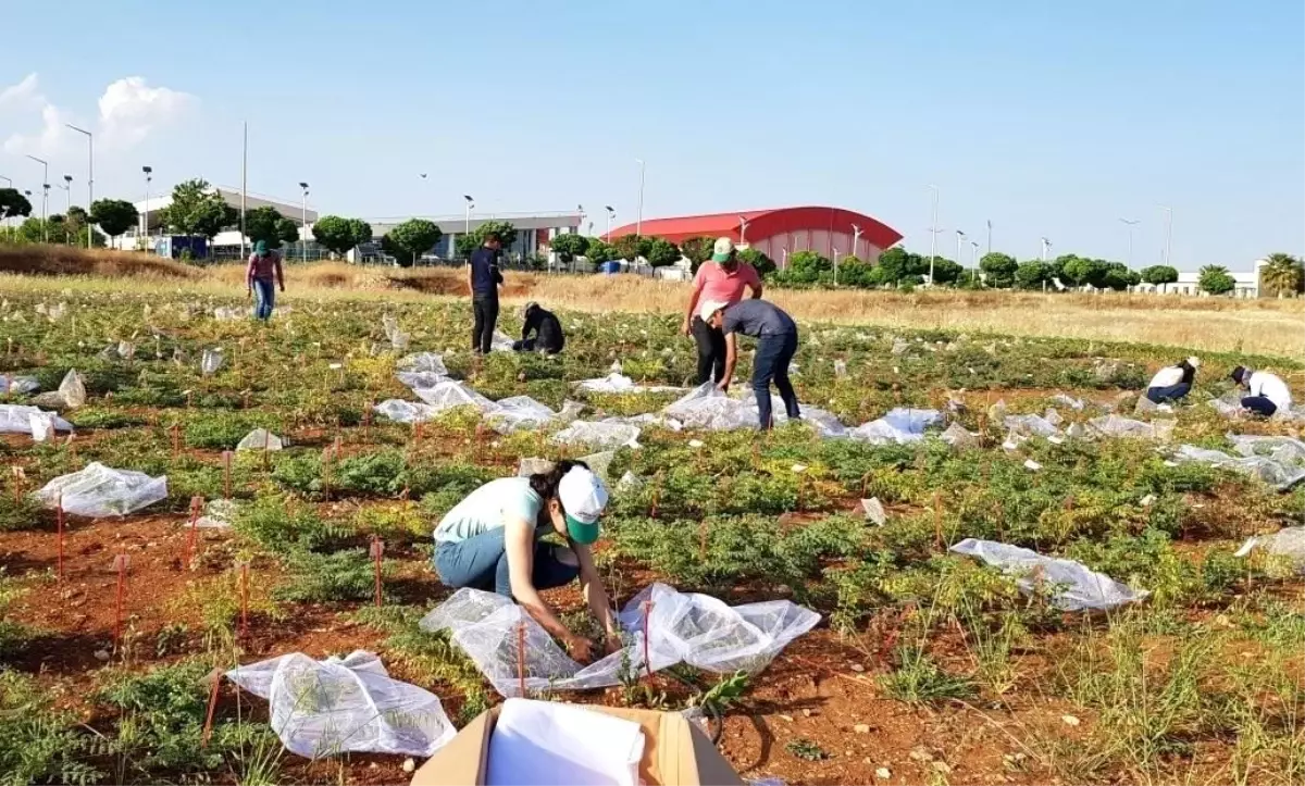 Şanlıurfa\'da nohutun gen bankası oluşturuldu