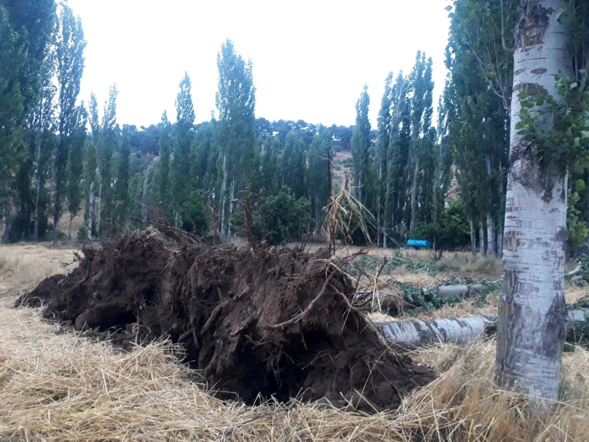 Son dakika haberleri | Selendi\'de fırtına ağaçları devirdi elektrik tellerini kopardı