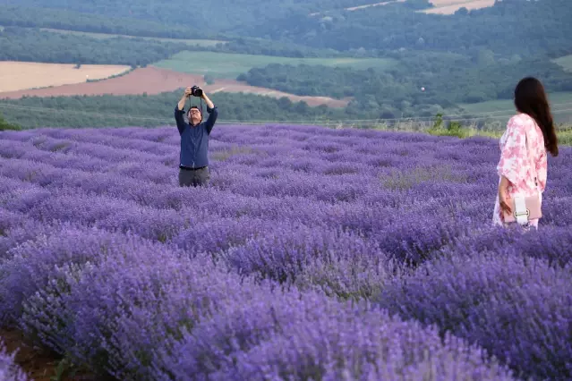 Göz alıcı mor renkli tarlalar fotoğraf tutkunlarının ilgisini çekiyor