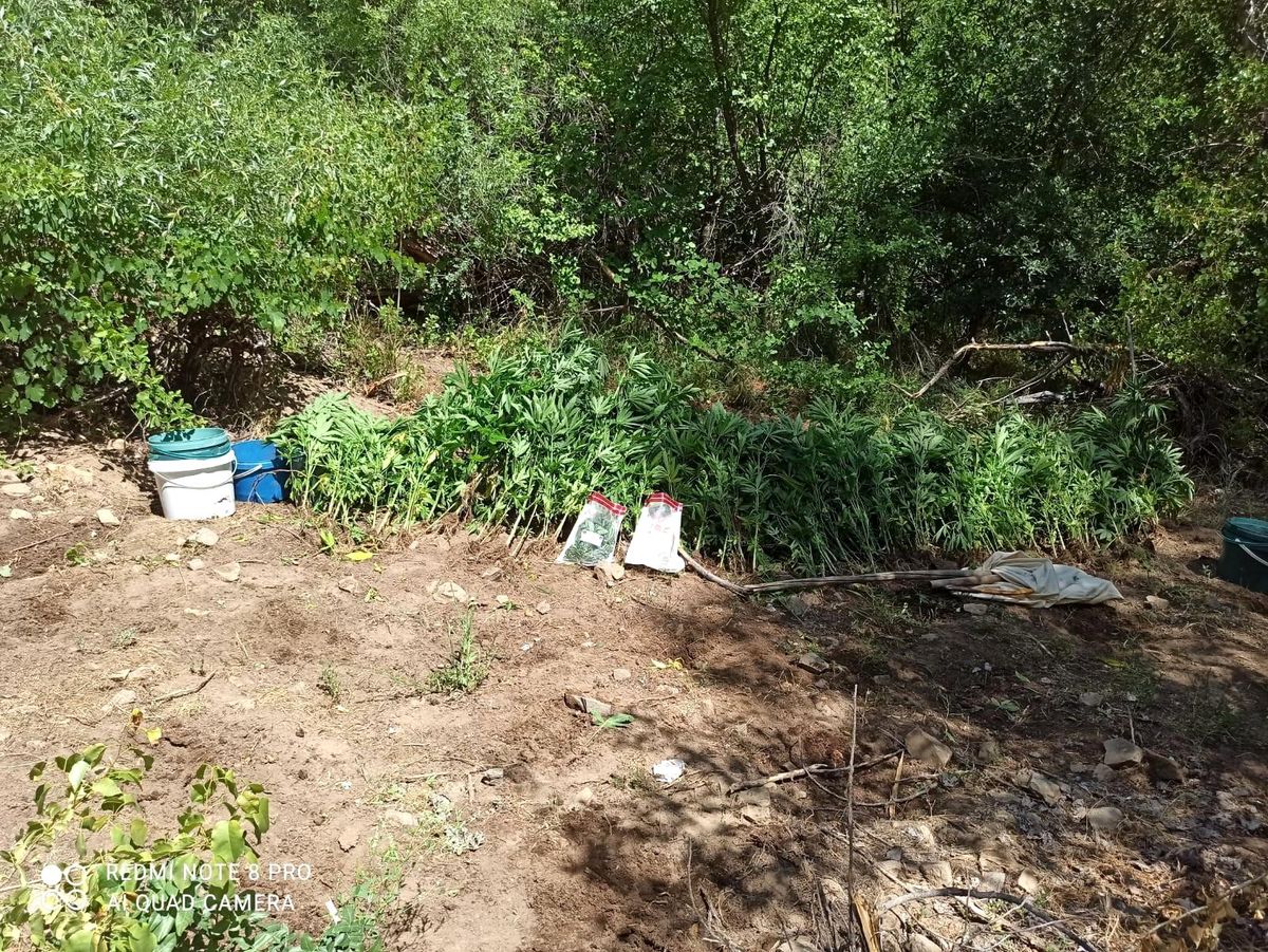 Tunceli\'de bir arazide hint keneviri ve esrar ele geçirildi