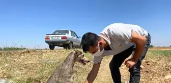 Yaralı köpek için seferber oldular