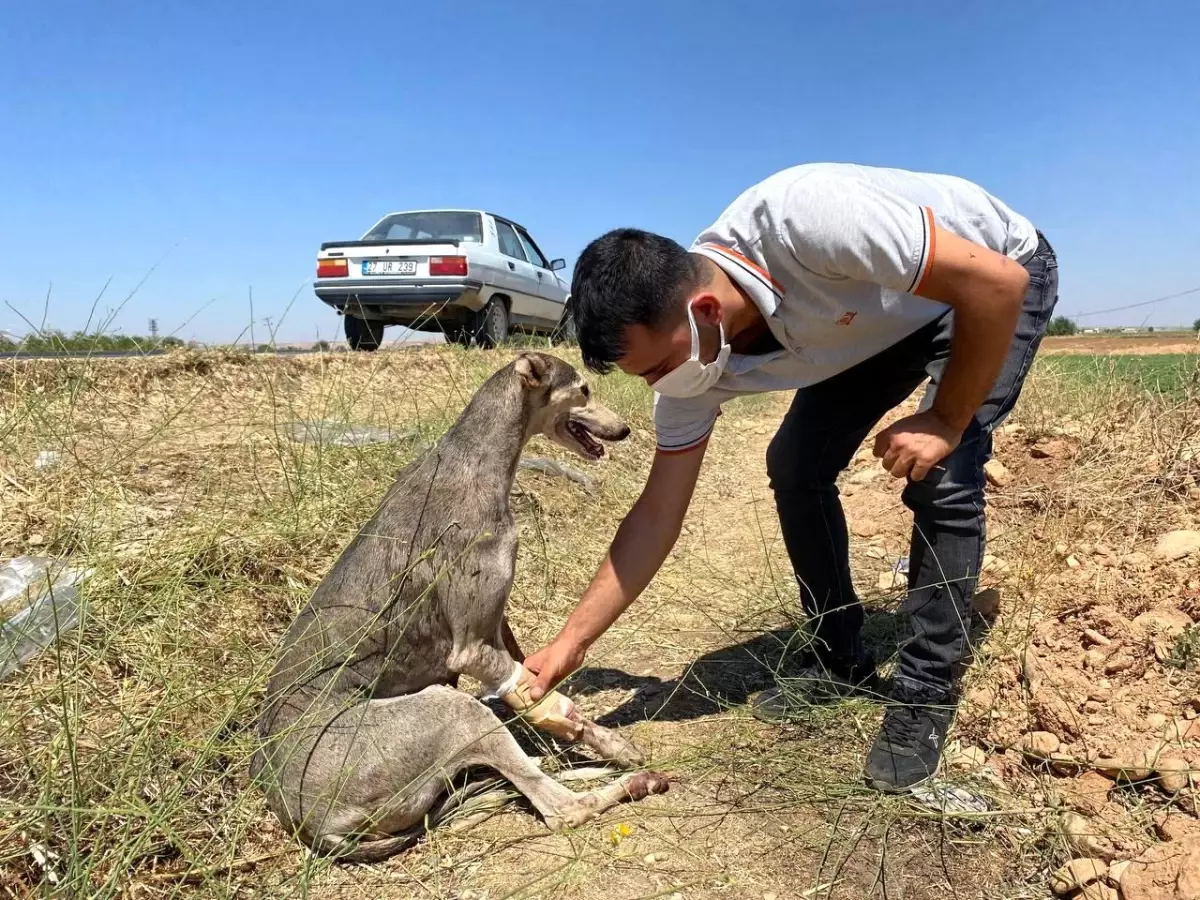 Yaralı köpek için seferber oldular