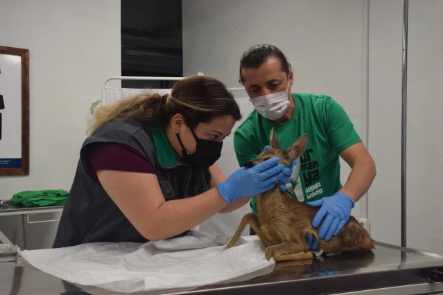 Yaralı yabani hayvanların bakım ve tedavisi Ormanya'da emin ellerde